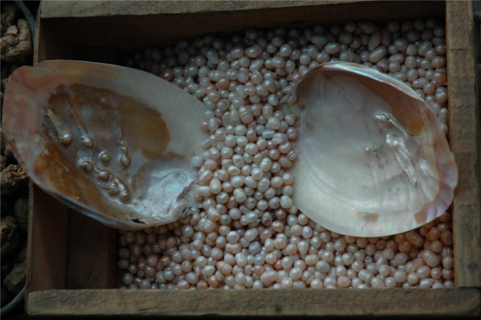 Натуральный жемчуг в раковине
