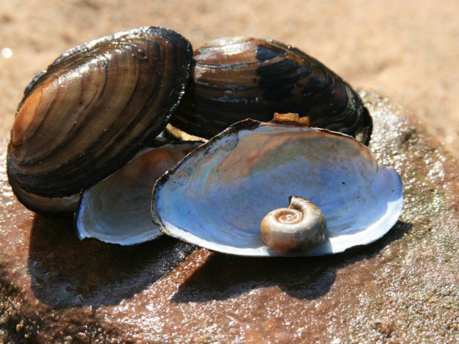 Перловица моллюск