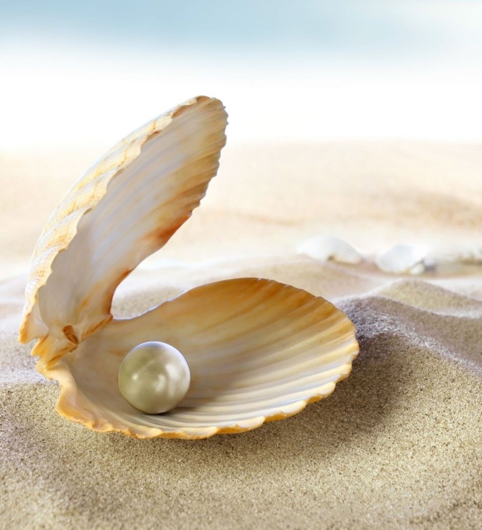 Морская Жемчужница моллюск