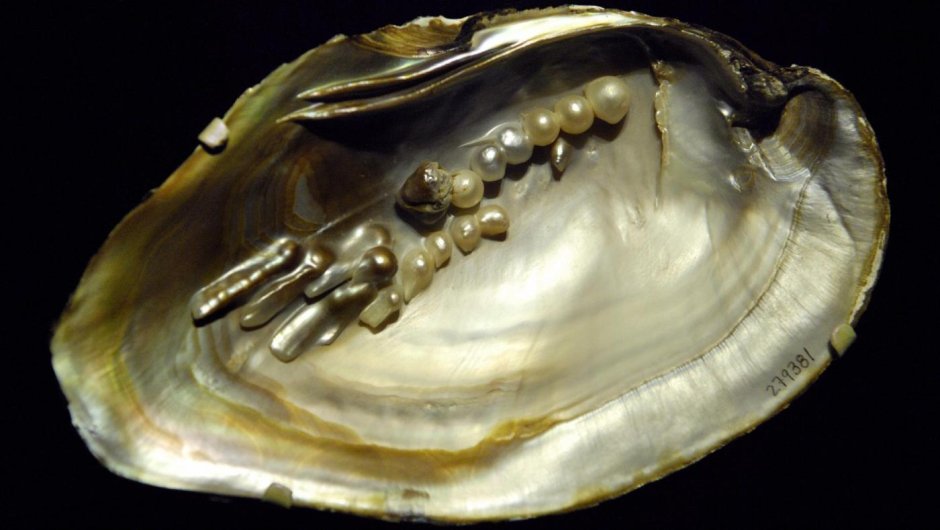 Жемчуг в речных перловицах