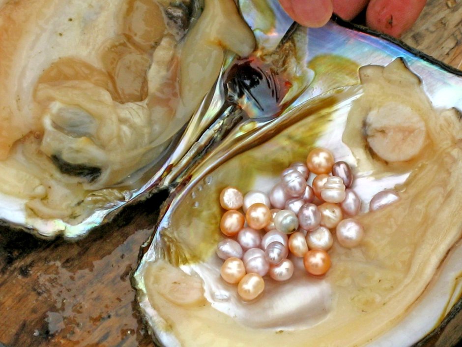 Жемчуг моллюска тридакны