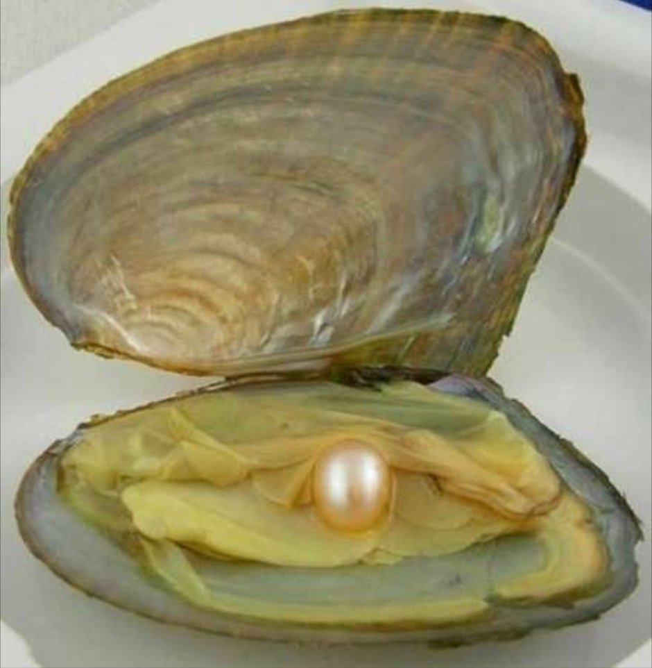 Устрицы жемчужницы