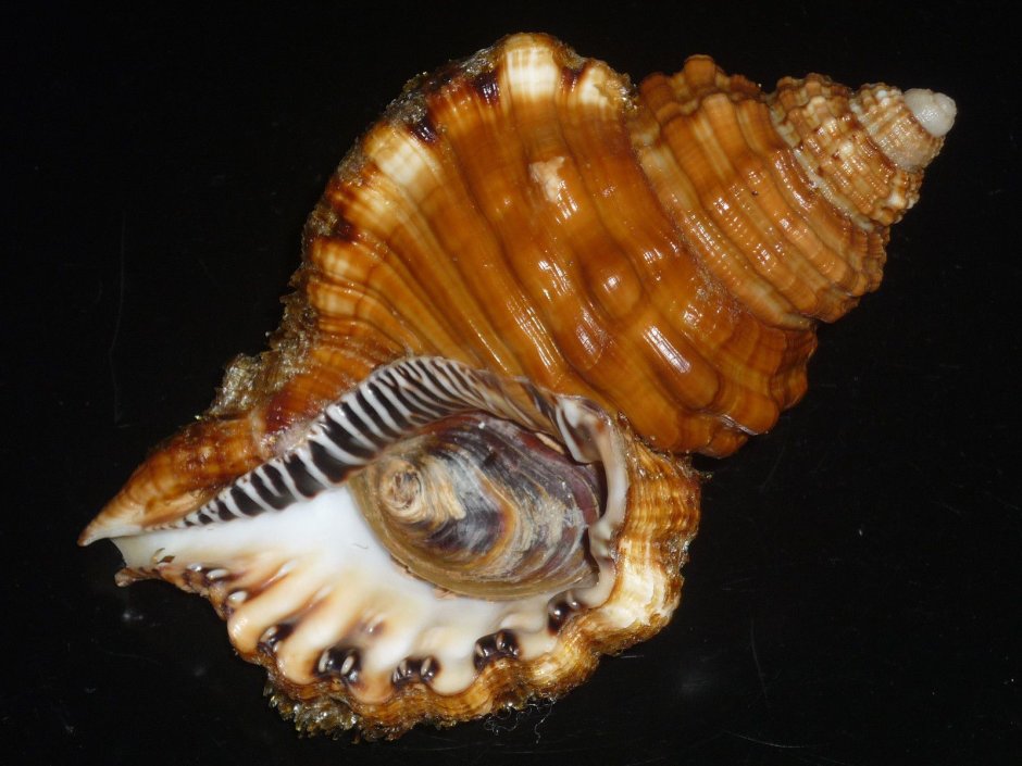 Моллюск в ракушке