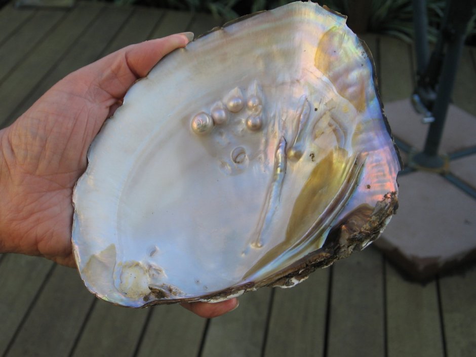 Жемчуг моллюска тридакны