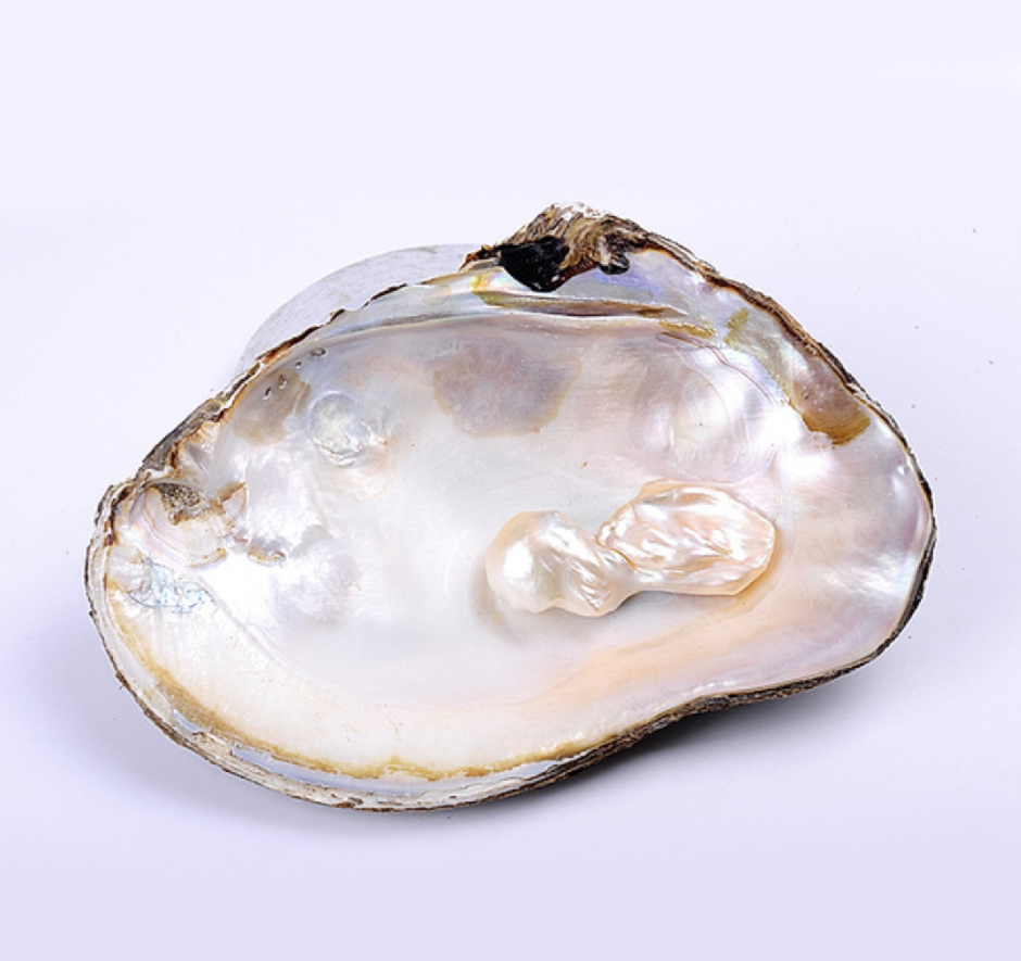 Морская Жемчужница моллюск