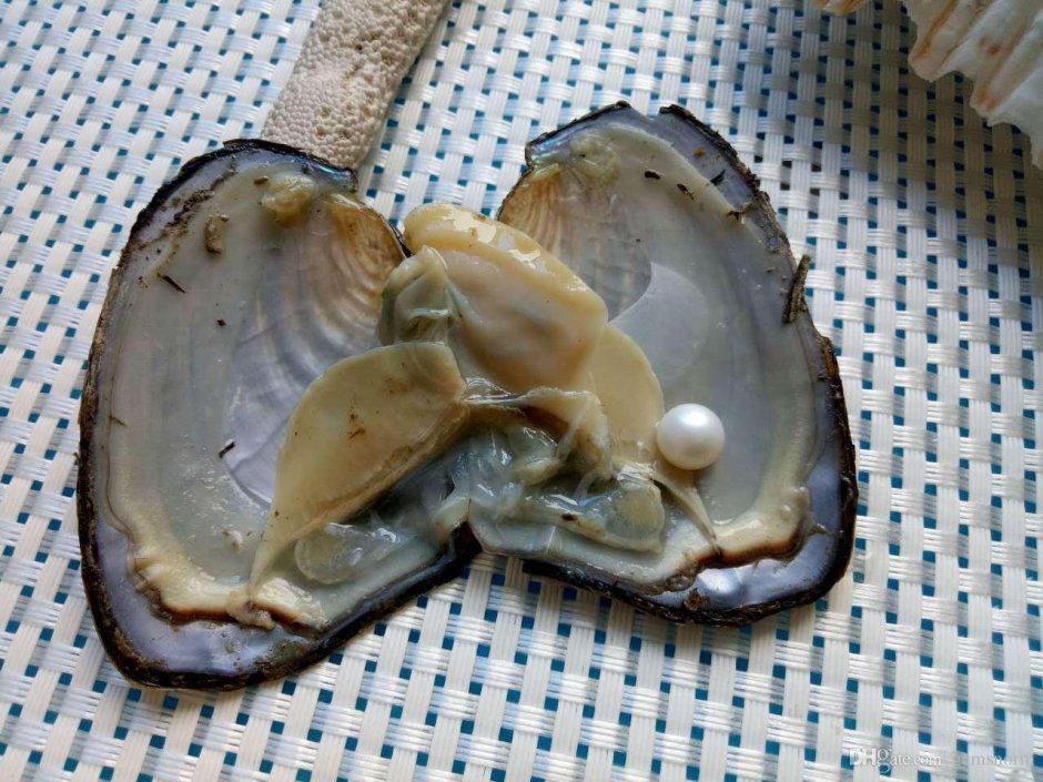 Морская Жемчужница моллюск