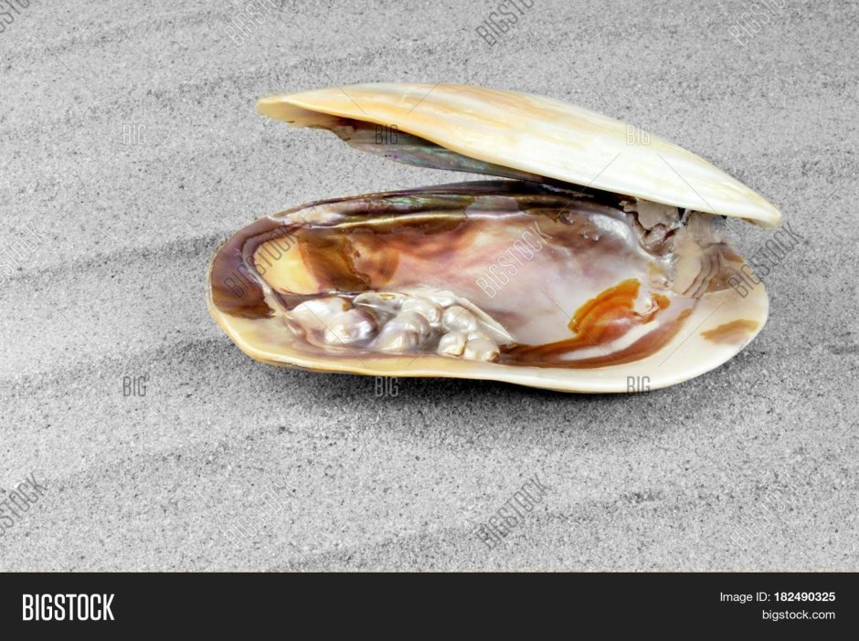 Моллюск Мидия Жемчужница