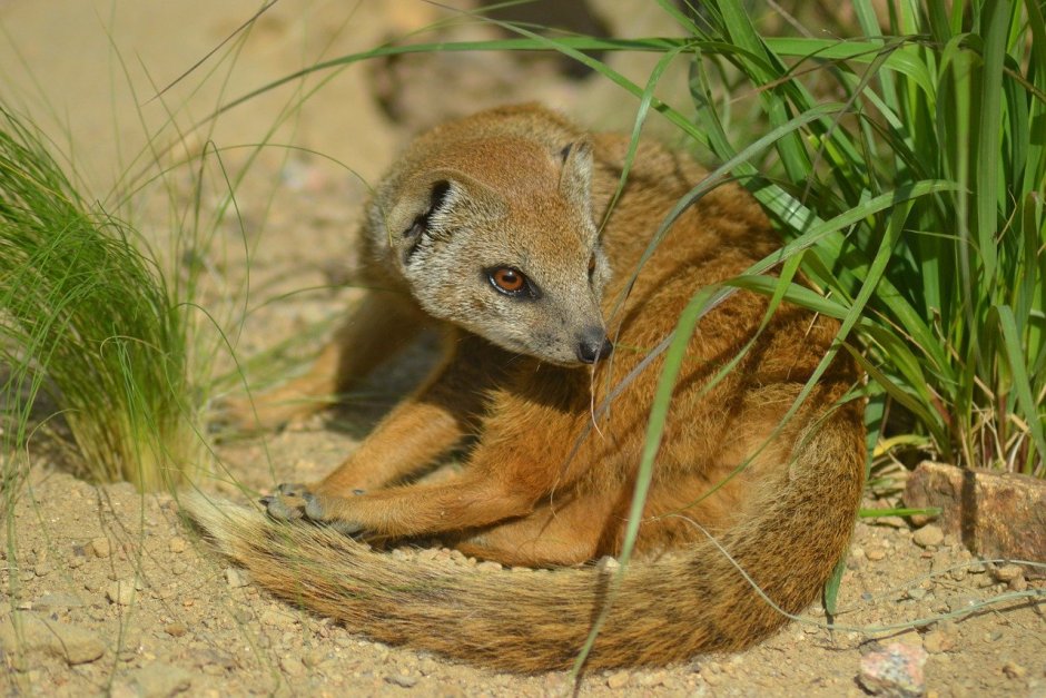 Американский черноногий хорек