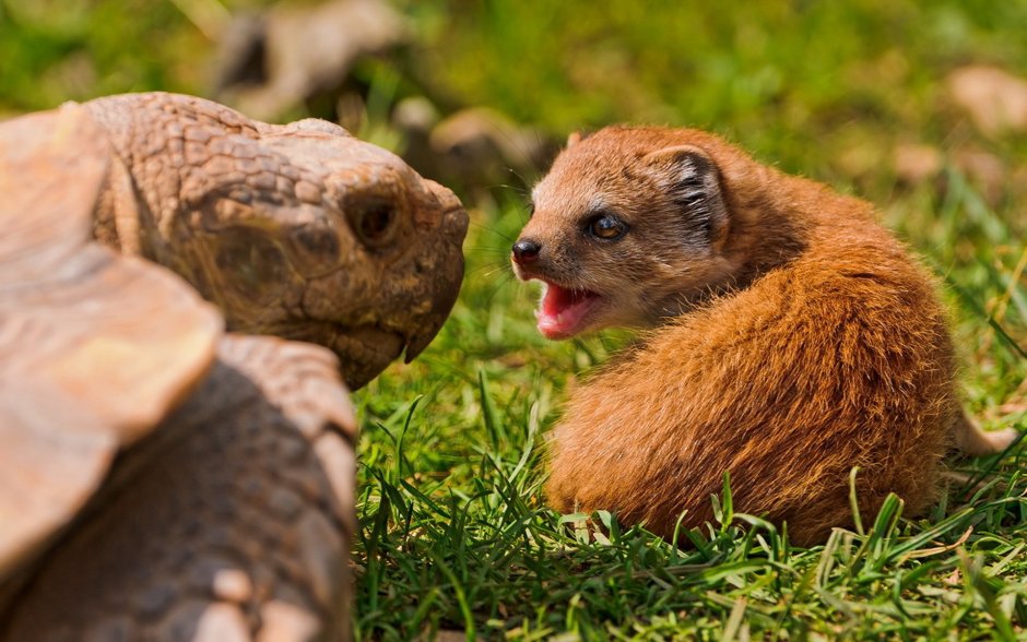 Королевский Мангуст