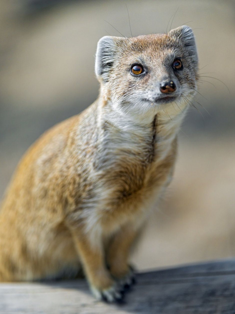 Королевский Мангуст