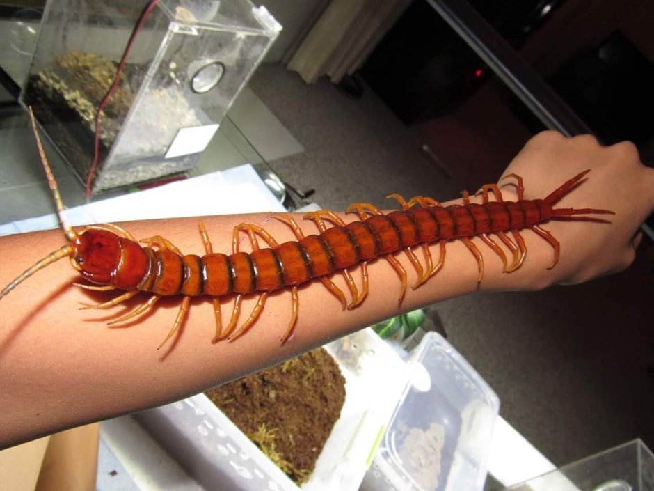 Морская сколопендра