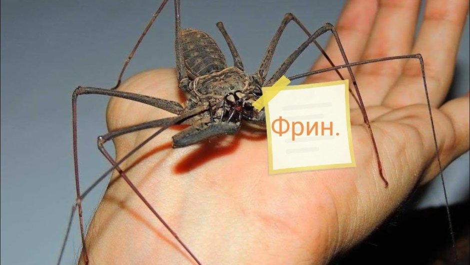 Фрин Дамон