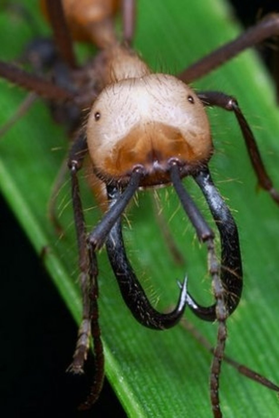 Dorylus nigricans