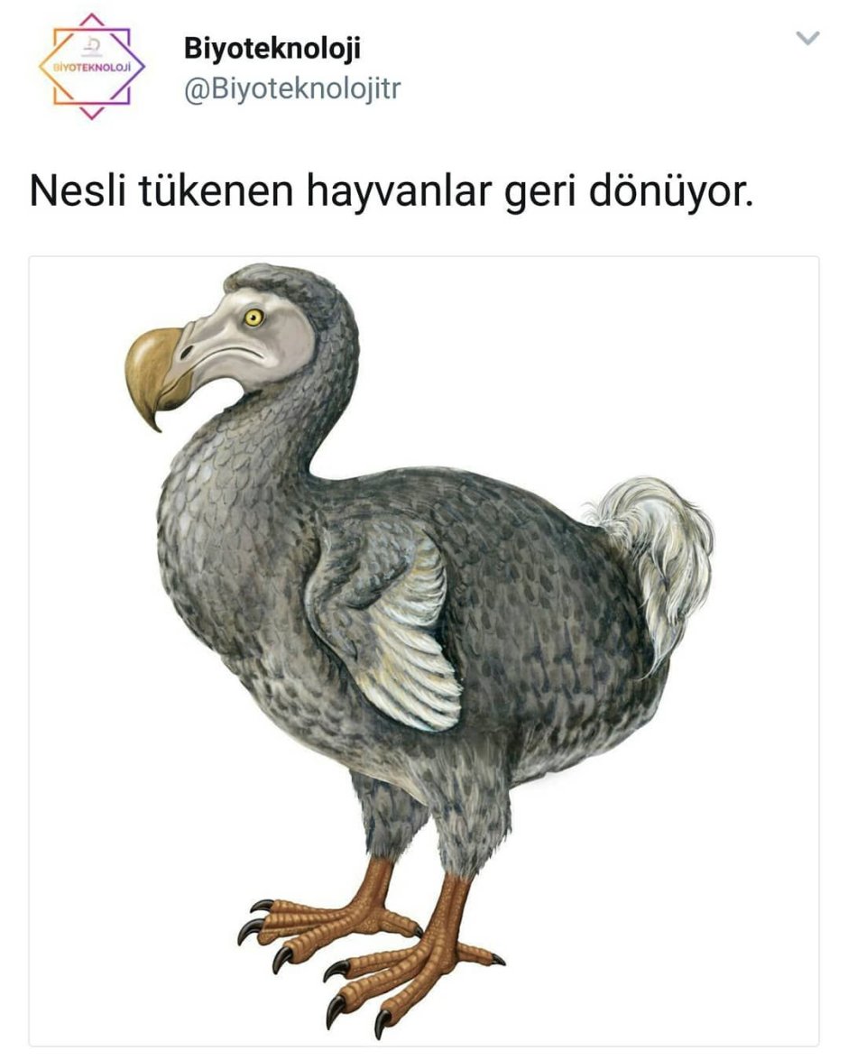 Птица Додо