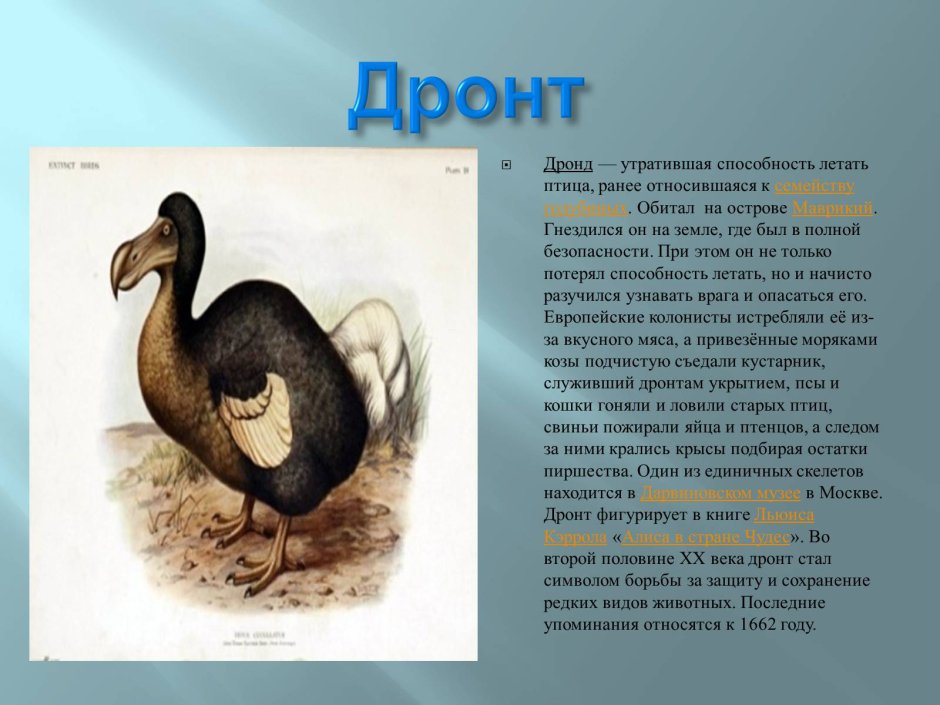 Дронт Додо арт