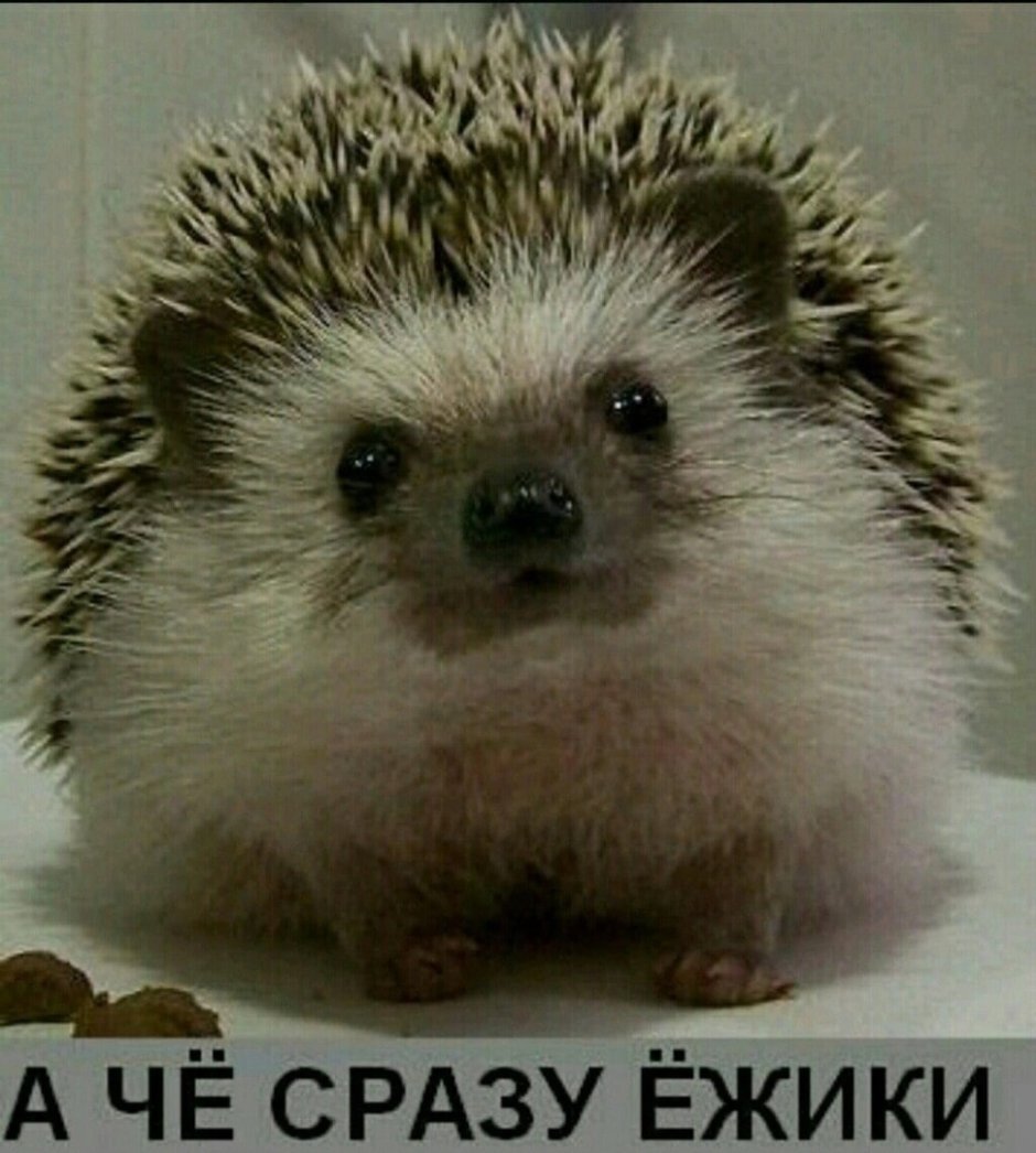 Удивленный еж