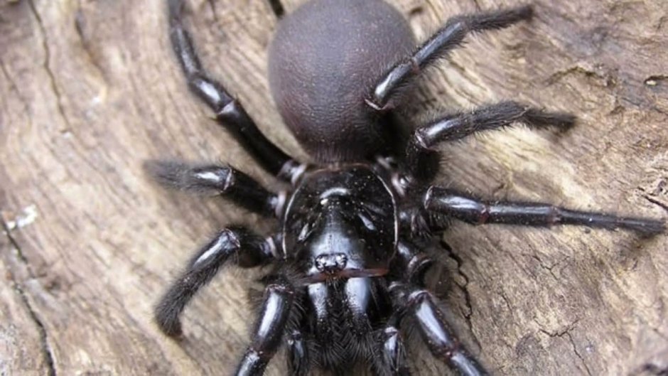 Megarachne servinei