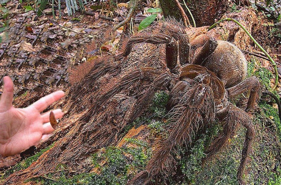 Attercopus паук