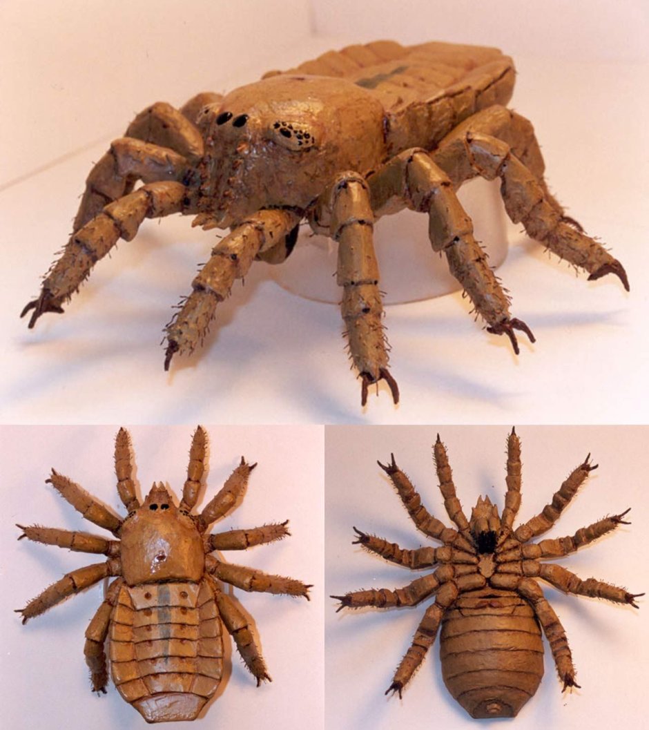 Poecilotheria Metallica паук