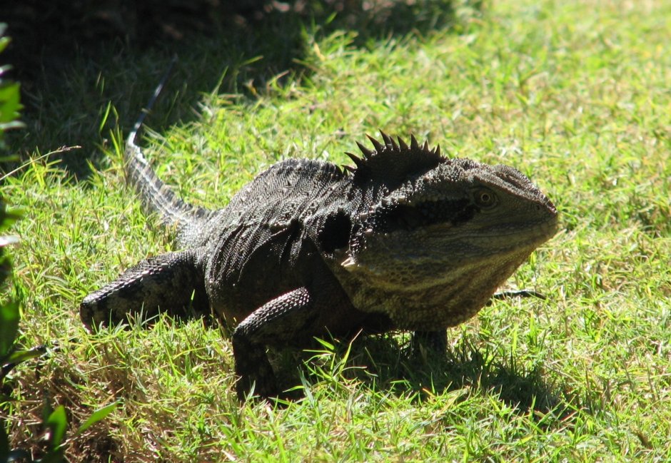 Acanthocercus yemensis