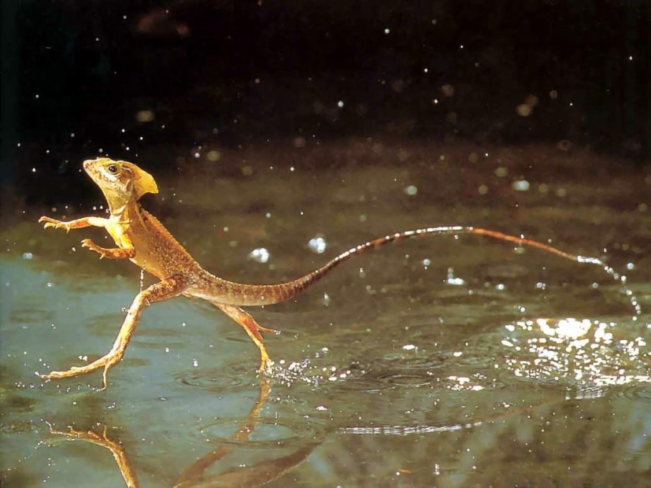 Водяная агама PNG