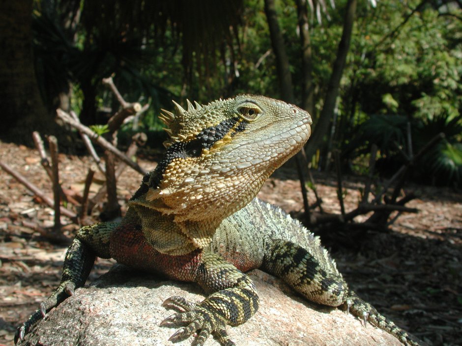 Водяная агама Physignathus cocincinus