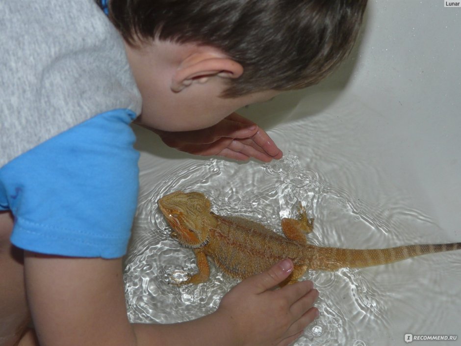 Physignathus cocincinus