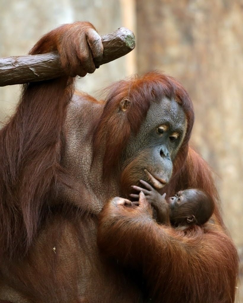 Сумариский орвнгутан с детегышем