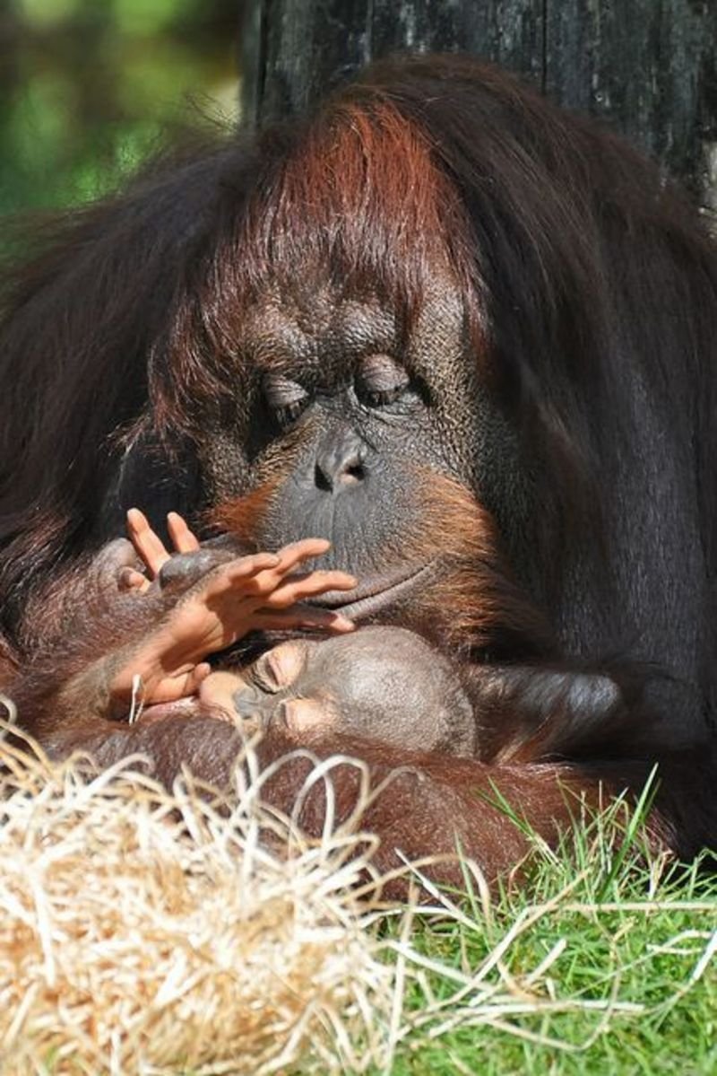 Обезьяны орангутан детеныш