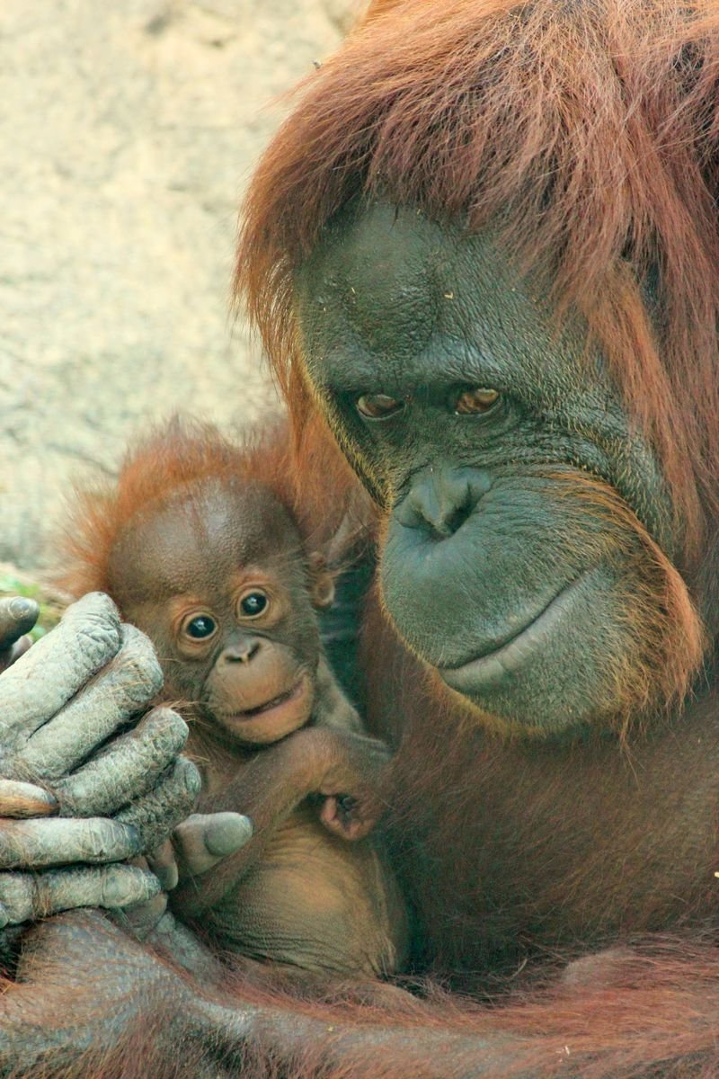 Обезьяны орангутан детеныш