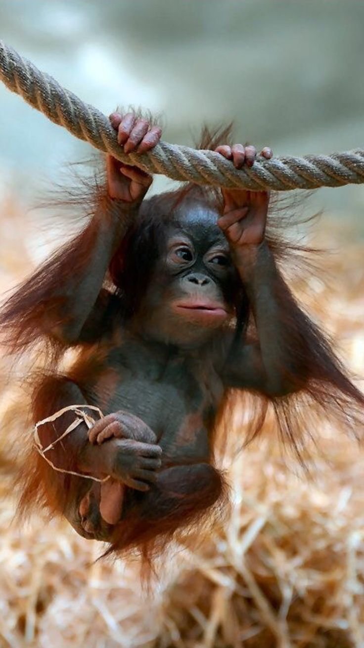 Дикая обезьяна