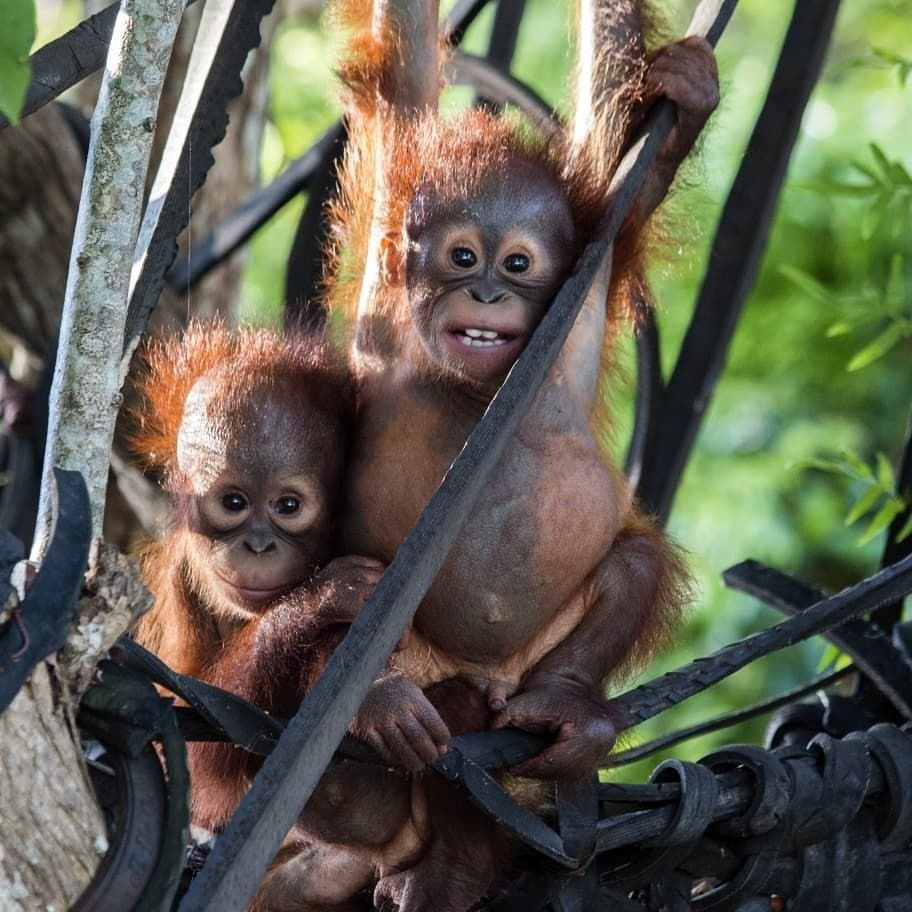 Маленький орангутан