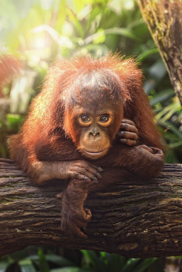 Испуганная обезьянка