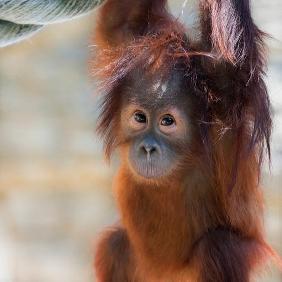 Важный шимпанзе