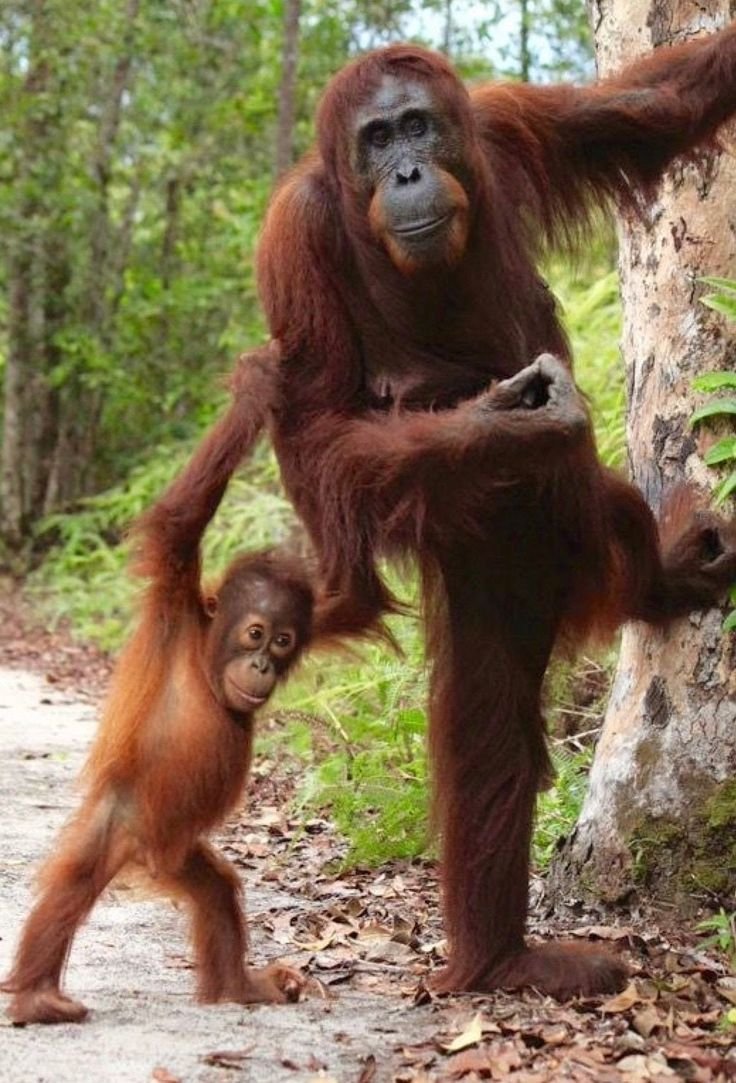 Калимантанский орангутан