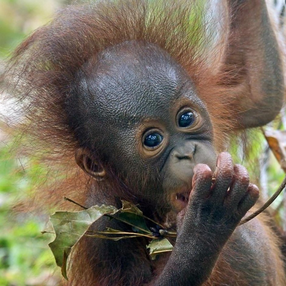 Орангутанг малыш