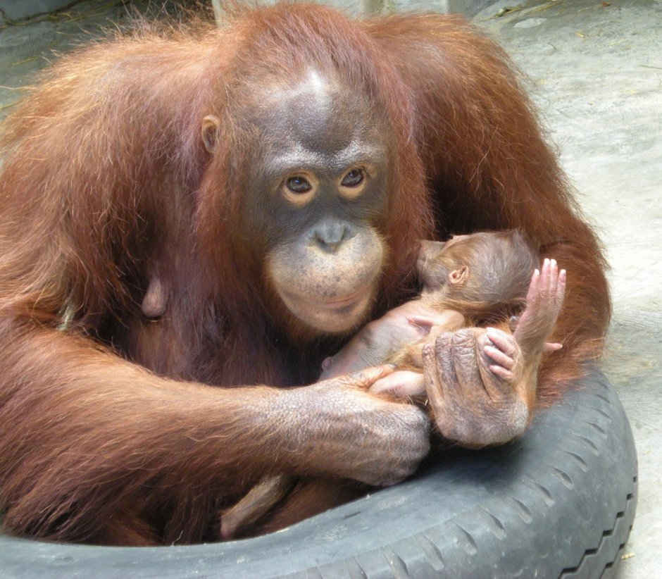 Мама орангутанг