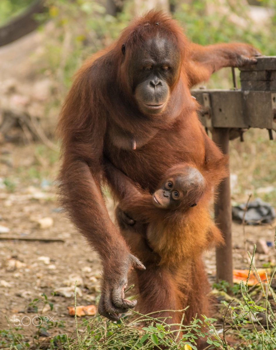 Исполинский бурый орангутанг