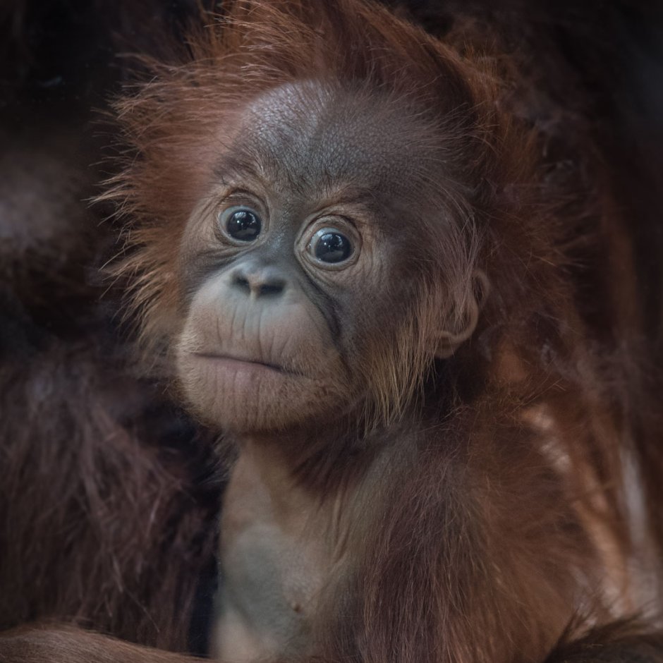 Детеныш обезьяны