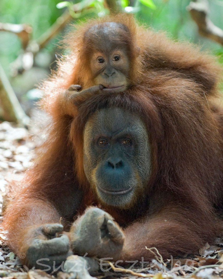 Детеныш орангутанга
