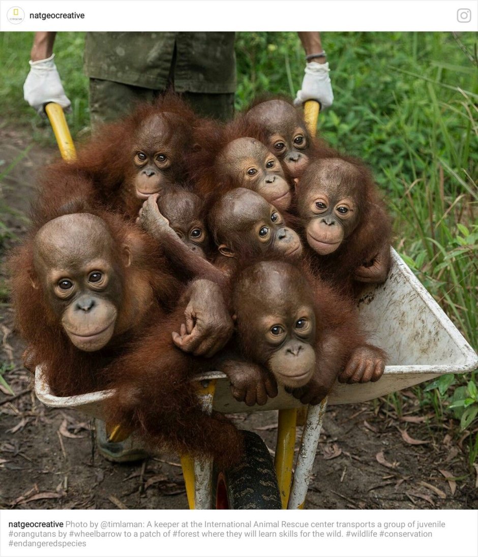 Орангутанг мальчик