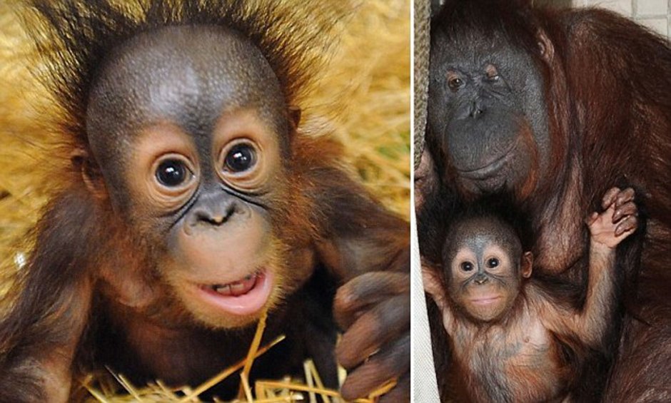 Обезьяна орангутанг детёныш