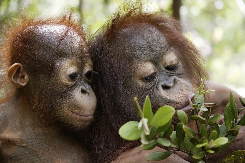 Orangutans in Danger