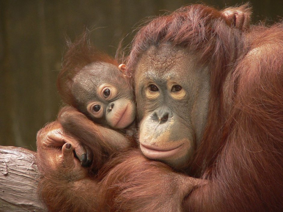 Обезьяны орангутан детеныш