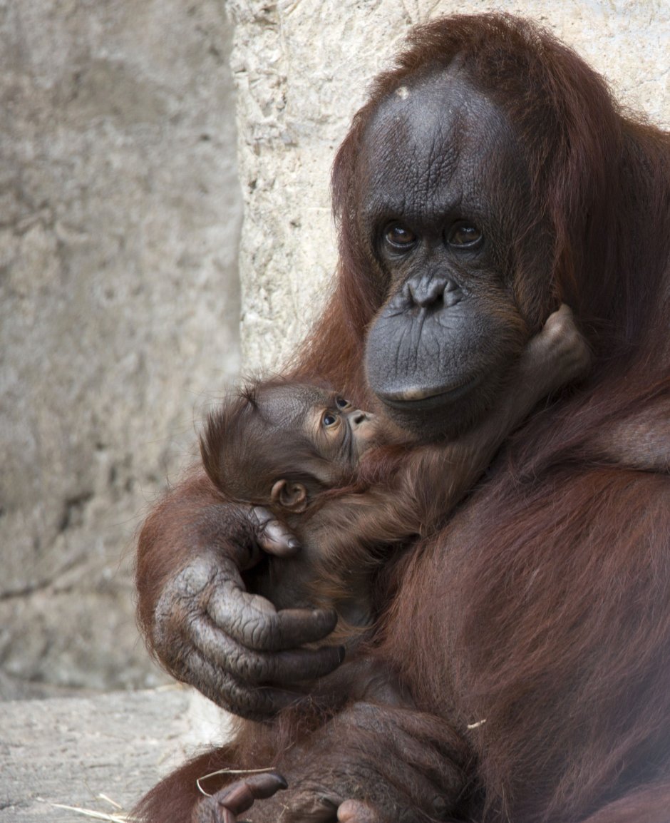 Bornean Orangutan милые