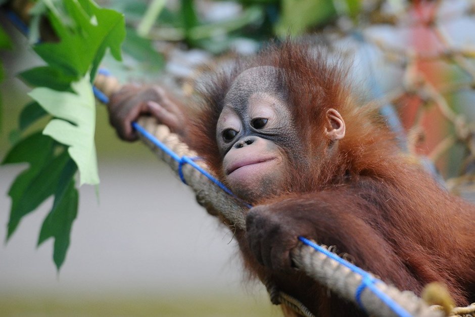 Орангутанг малыш