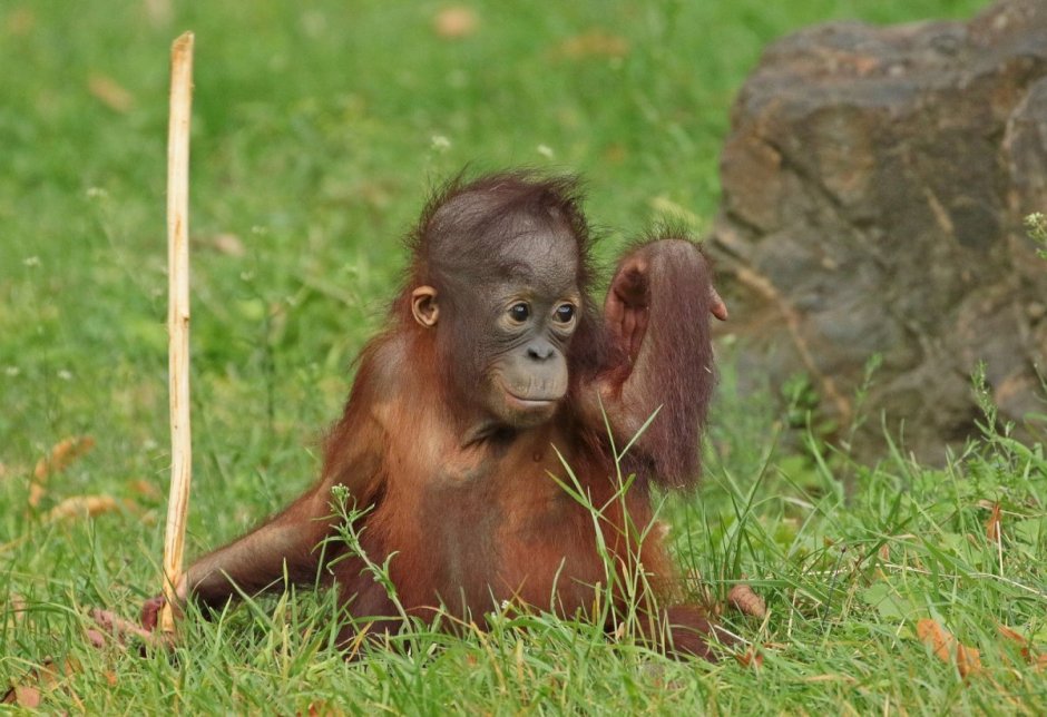 Оби обезьяны