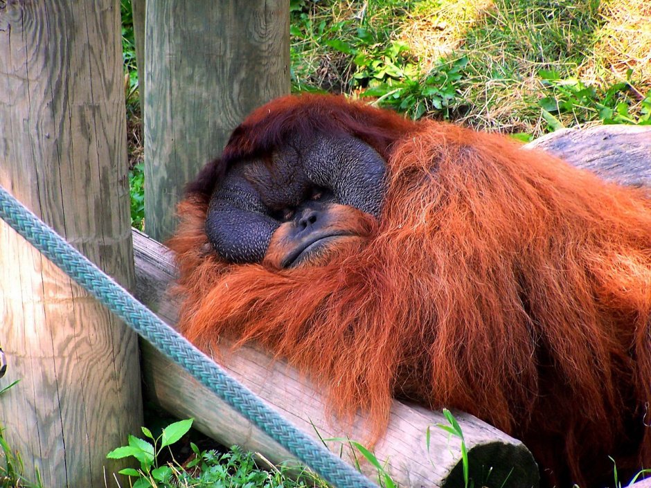 Карликовый орангутанг