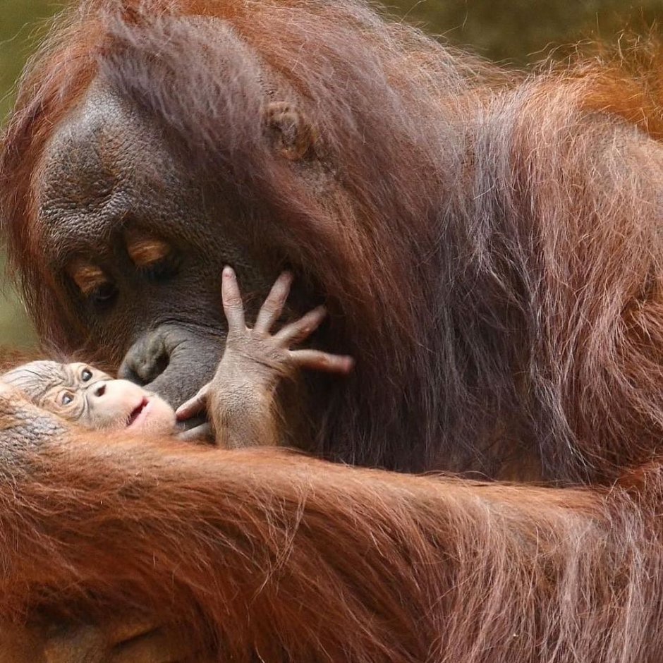Детеныш орангутанга