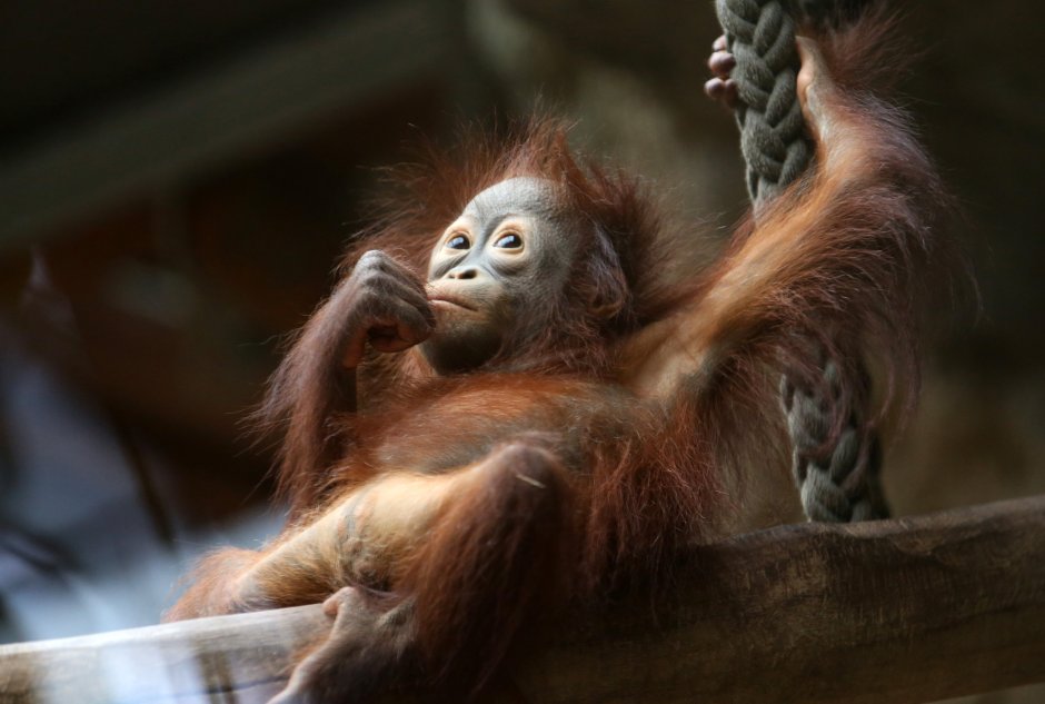 Орангутан детеныш